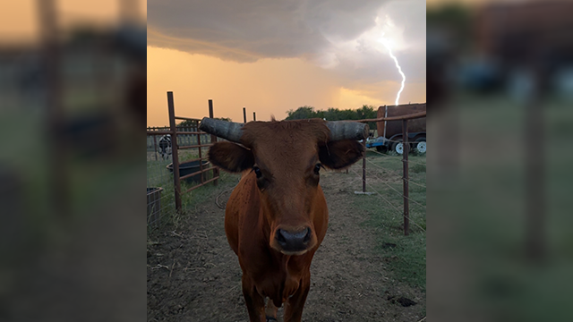 Cattle and Lightning cattle and lightning